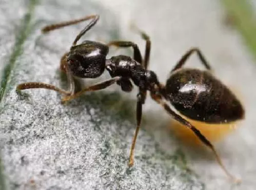 Hormiga Doméstica Apestosa